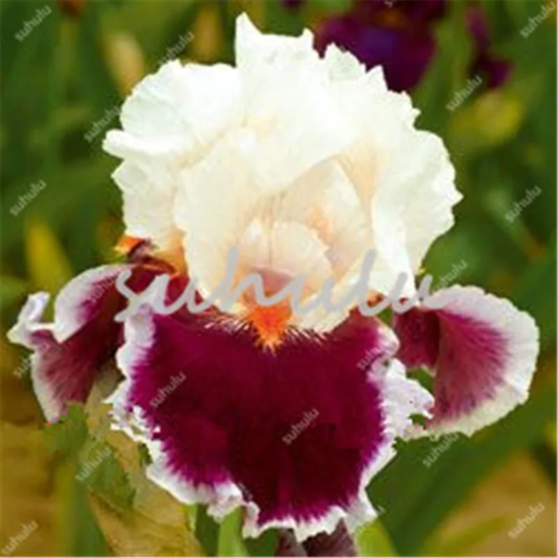 100 Pcs Iris Bonsai, Many Kinds Of Color Iris Potted Iris Orchid Sementes Rare Perennial Flower Bonsai Plants For Home Garden
