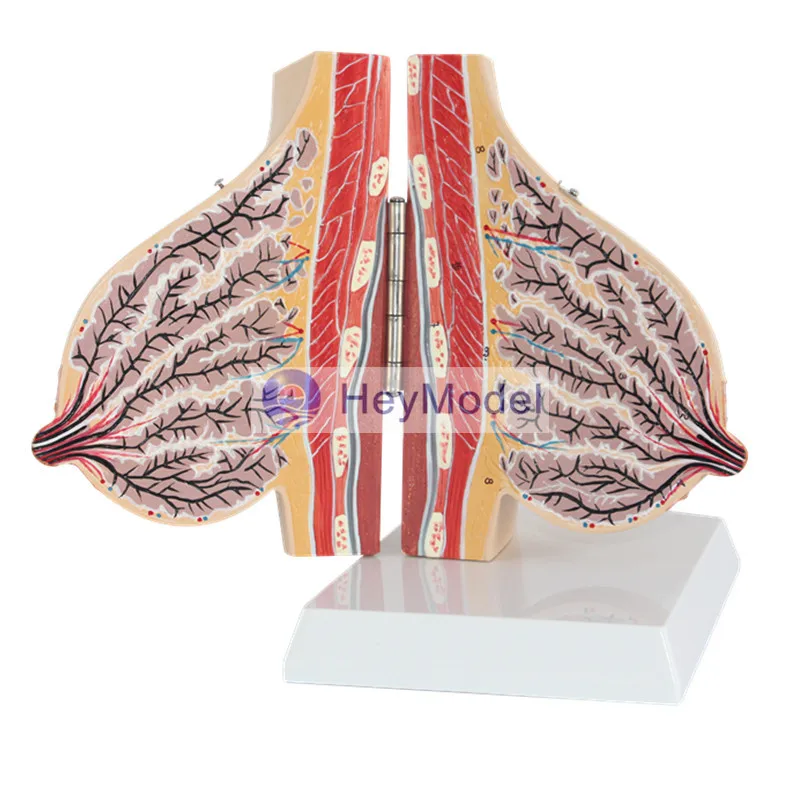 Модель женской груди HeyModel|breast|breast modelingbreasts female |