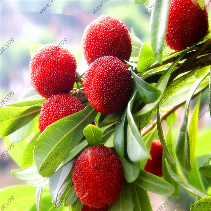 10 Arbutus Unedo Strawberry Tree Delicious Chinese Fruit For Healthy And Home Garden Easy Grow