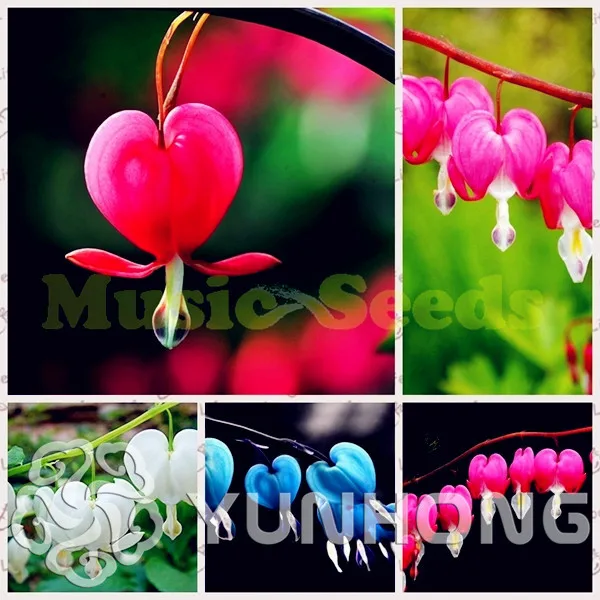 

Rare Bicuculline Spectacular Lanya Bleeding Heart Flower Bonsai, 10 PCS / bag,Very Beautiful, Decorate Your home Free Shipping