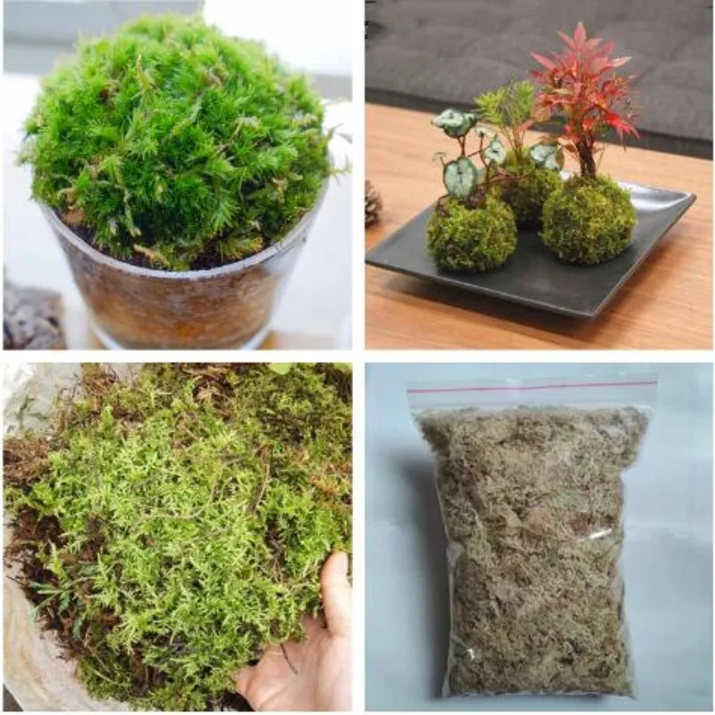 

Sphagnum Moss Garden Supplies Moisturizing Nutrition Organic Fertilizer For Phalaenopsis Orchid Musgo Sphagnum 1 pack