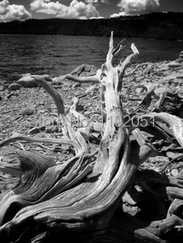 

black and white pictures Ansel adams photography frameless painting dead wood near the lake mural painting canvas