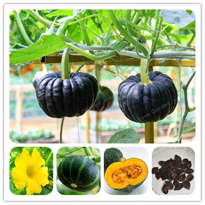 

The Japanese Black Pumpkin Bonsai Plants Bonsai Vegetable Fruit plant For Home Garden 10 Bonsai/Bag