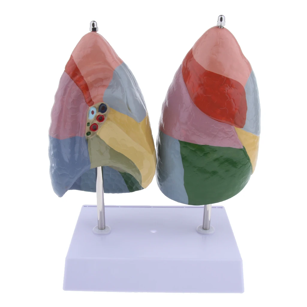 

1:1 Life Size Human Lung Structure Pulmonary Segment Model Teaching Supplies