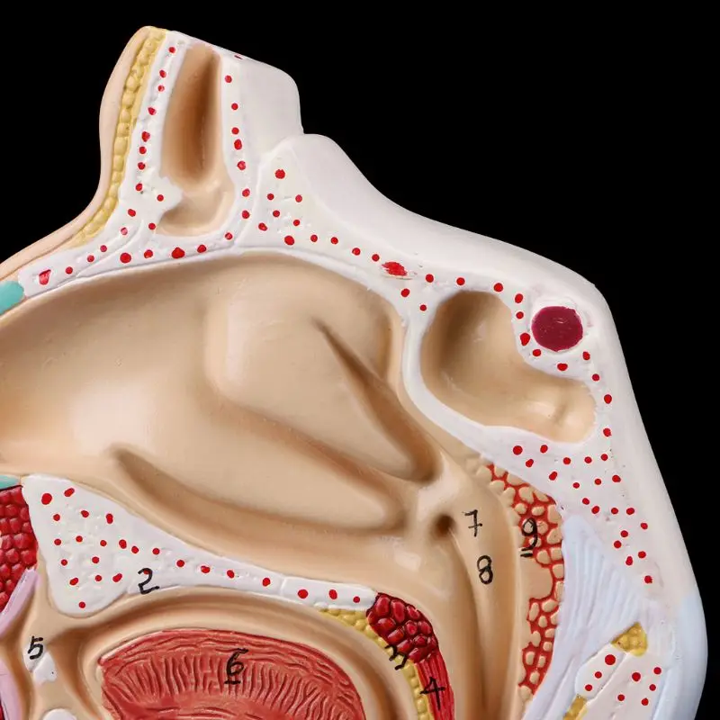 Human Nasal & Throat Anatomy Model 6