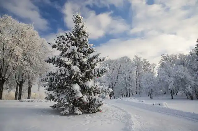 vartotojo kelta nuotrauka