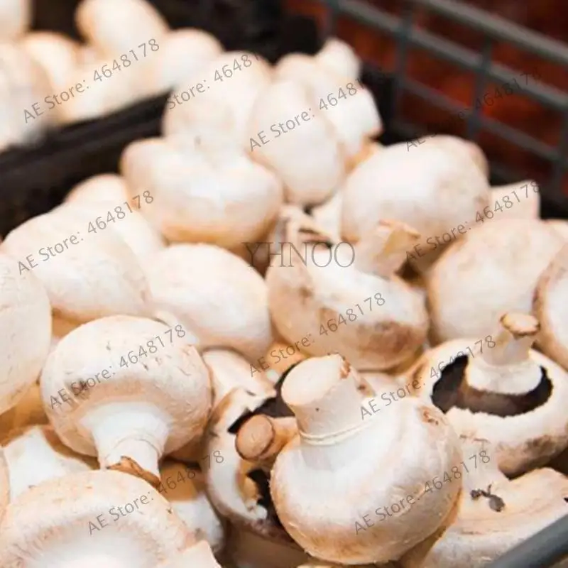 1000Pcs Delicious Giant Mushroom Bonsai Organic Green Food Funny Succulent Edible Healthy Vegetable Plant For Happy Farm 1000Pcs Delicious Giant Mushroom Bonsai Organic Green Food Funny Succulent Edible Healthy Vegetable Plant For Happy Farm