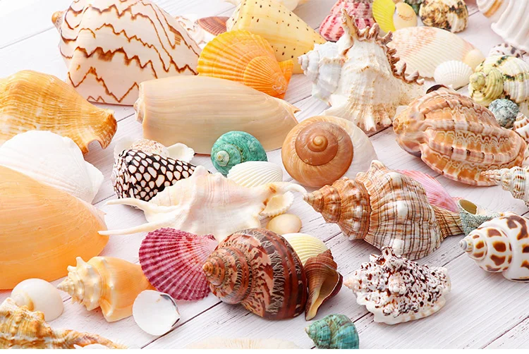Натуральная раковина раковины детский сад детский морской материал образец Улитка Подарочная коробка коллекция обучающие средства набор ракушек