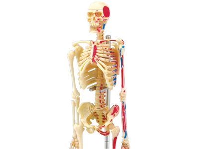 BOHS Скелет человеческого тела череп для изучения анатомии манекен Анатомия в натуральную величину биология модель 4D образовательная головоломка медицинская наука кукла игрушки