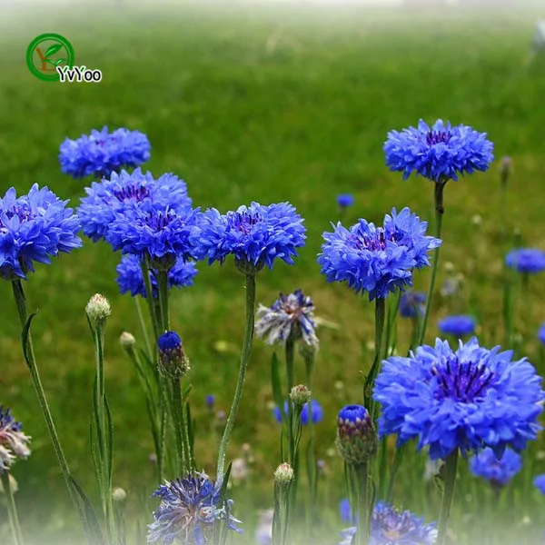 Por Cornflower Blue Flowers Cornflower Blue Flowers