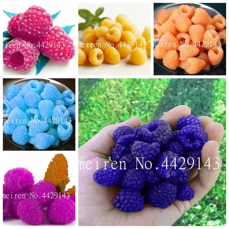 

200 Pcs/Bag Raspberry Bonsai Mixed Colors Super Big Raspberry Fruit Rare Wild Strawberry Tree Bonsai Flowers Bonsai For Garden