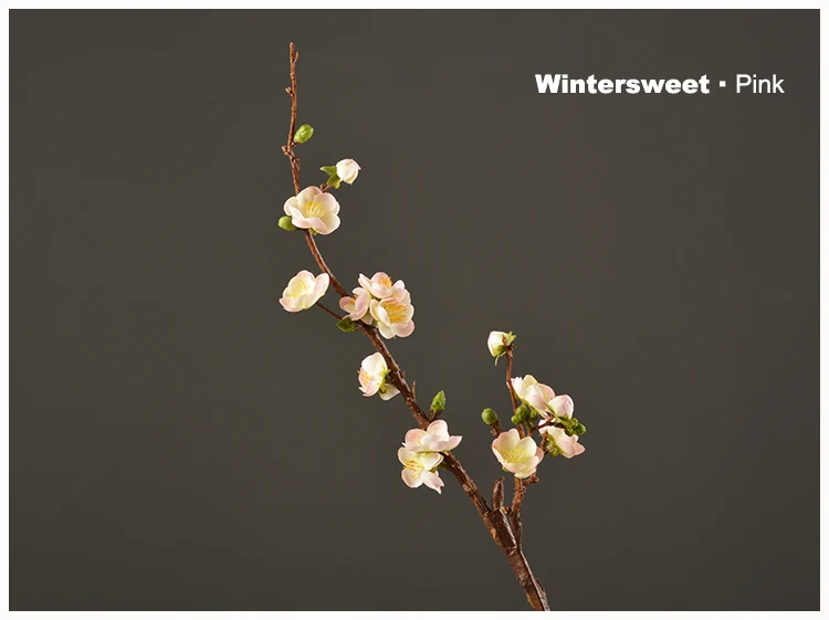 25 Wintersweet Product Image