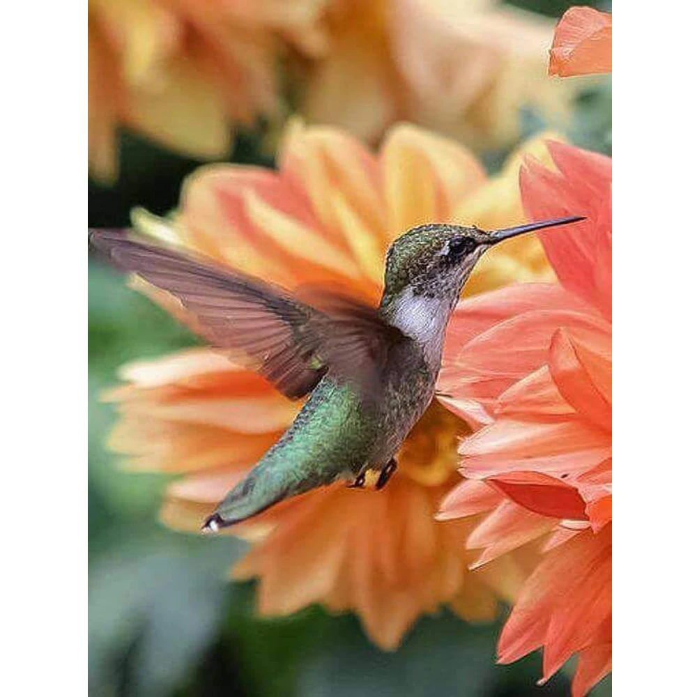 

5D DIY Diamond Painting Canvas diamond Embroidery Hummingbird flower Picture Mosaic Cross Stitch pattern Rhinestone Craft art