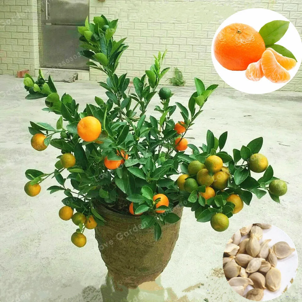 Мандарины Комнатные Растения Купить