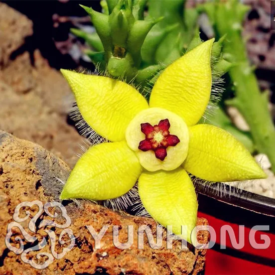 

Hot Sale New Home Garden Plant 50pcs Japanese Leopard skin flower rare succulent plant Bonsai Celestial Flower Bonsai
