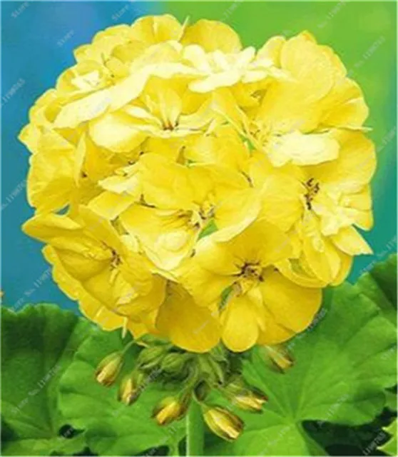 100 szt kolorowe Bonsai geranium kwiat rzadki variegated geranium Bonsai doniczkowa kryty pokoje Home Garden Flower dla roślin Bonsai tanie i dobre opinie Bardzo proste Wykluczone Upiększających Mini średni duży mały Jesień Konserwy roślin Wieloletnich Virgo Courtyard 100 szt kolorowe Bonsai geranium kwiat rzadki variegated geranium Bonsai doniczkowa kryty pokoje Home Garden Flower dla roślin Bonsai tanie i dobre opinie Bardzo proste Wykluczone Upiększających Mini średni duży mały Jesień Konserwy roślin Wieloletnich Virgo Courtyard