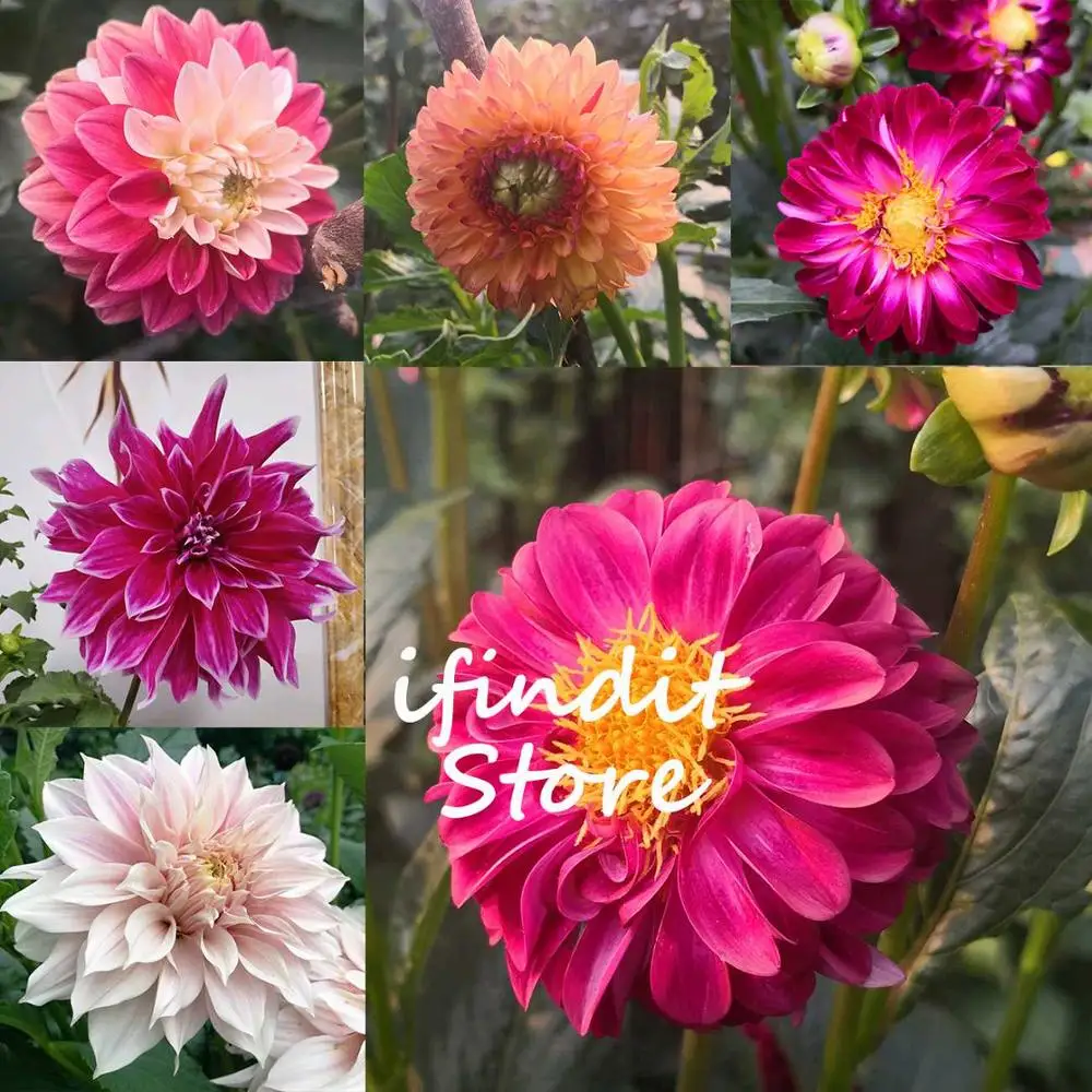 

Perennial Dahlia Flower Plants Hardy Heat-resisting, 50 Pcs/Pack, Light Fragrant Garden Bonsai splants for Home Blacony Decor