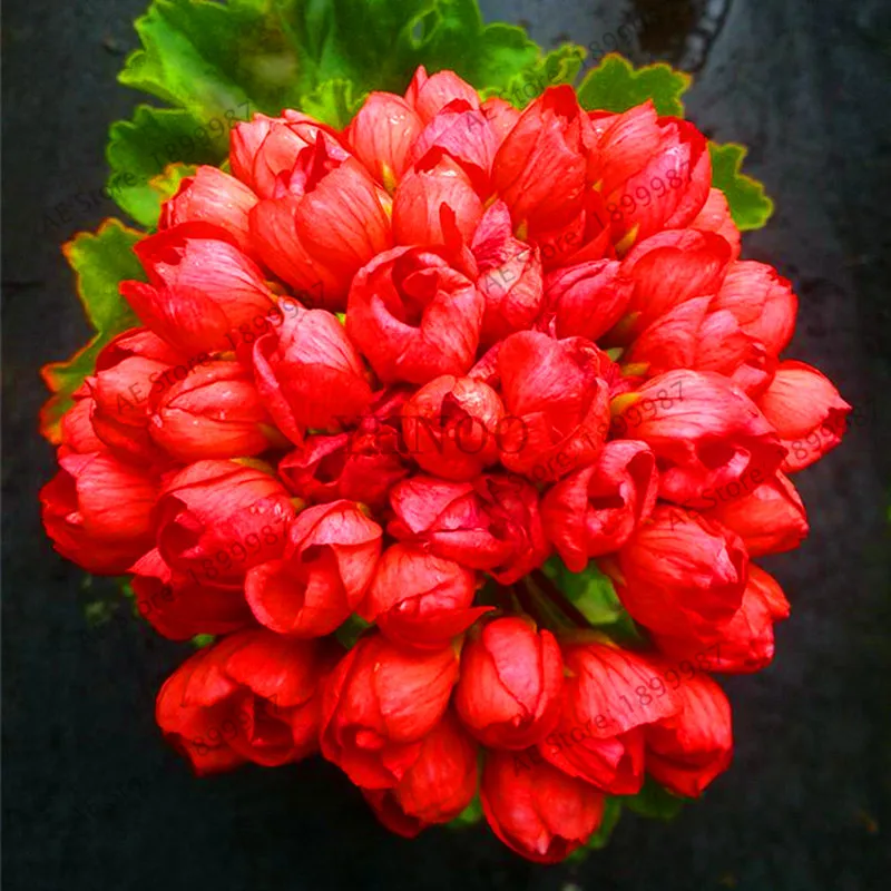 

Best-Selling!BELLFARM 100PCS Geranium 'Red Pandora' Fully Fire Red Perennial Flowers Bonsai, Heirloom Pelargonium Garde