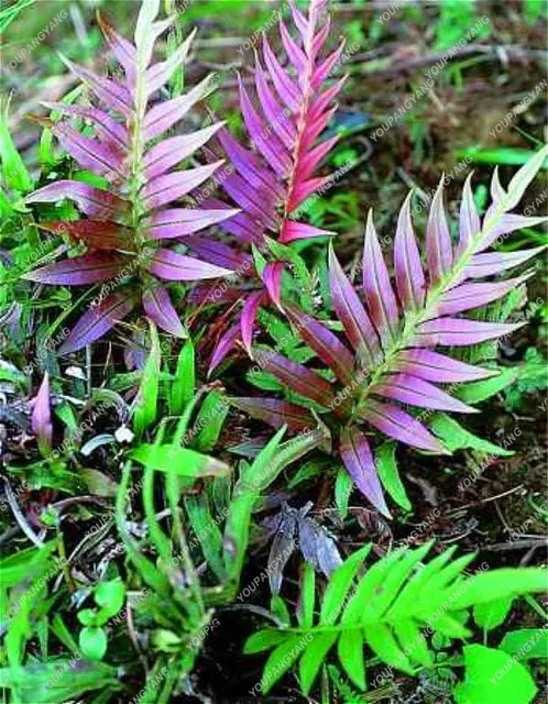 

Rare Creeper Vines Grass bonsai Mixed Rainbow Foliage Plants For Bonsai Plant Garden Fern bonsai 2017 New Sementes Sale 100pcs