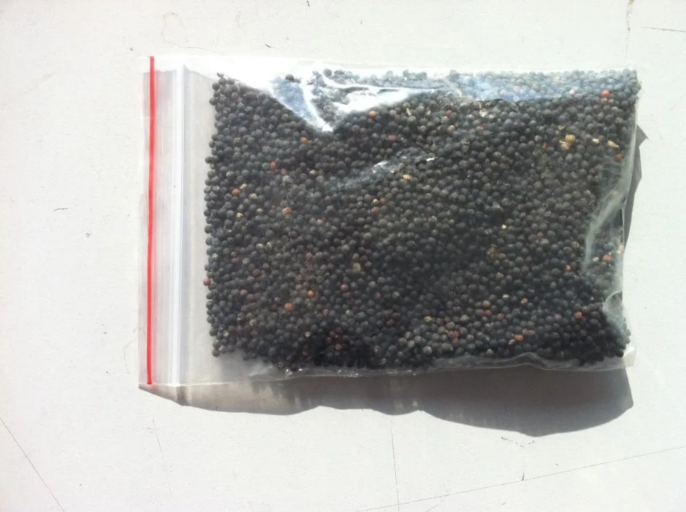 Vaccaria_seeds_in_bulk_50g_bag