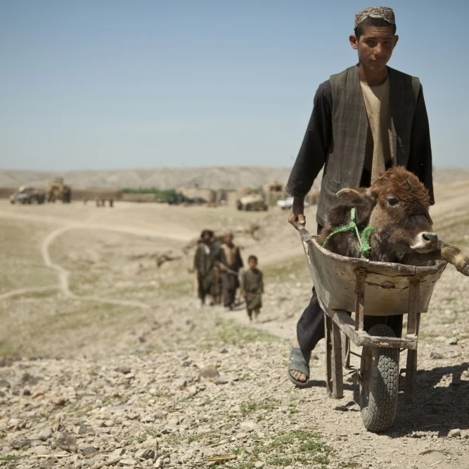 A villager walks with a sick calf in Afghanistan Poster Print (34 x 22)