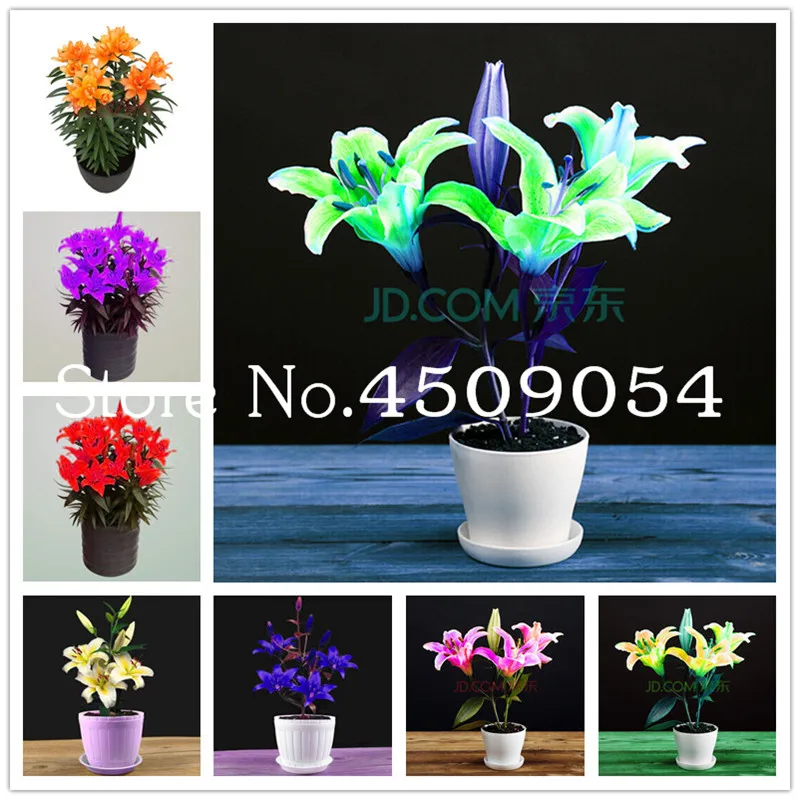 

200 Pcs Mini Flame Lilium Brownii Flower Plants Balcony Bonsai Potted Courtyard Perennial Flowers Lily plantas For Home Garden