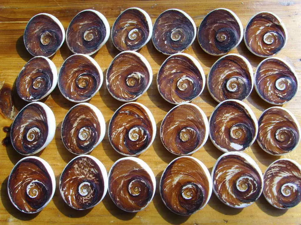 

603g 24 Natural AmmonIte Fossil Madagascar