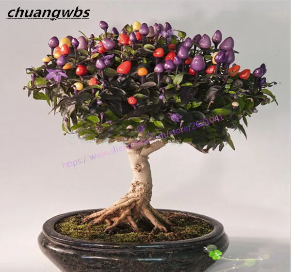 

100 chili peppers mini Potted vegetable colored colorful edible ornamental bonsai plant garden DIY home