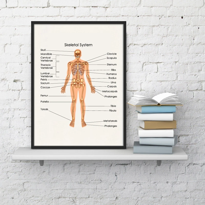 Chart of Biology for Skeletal System Print