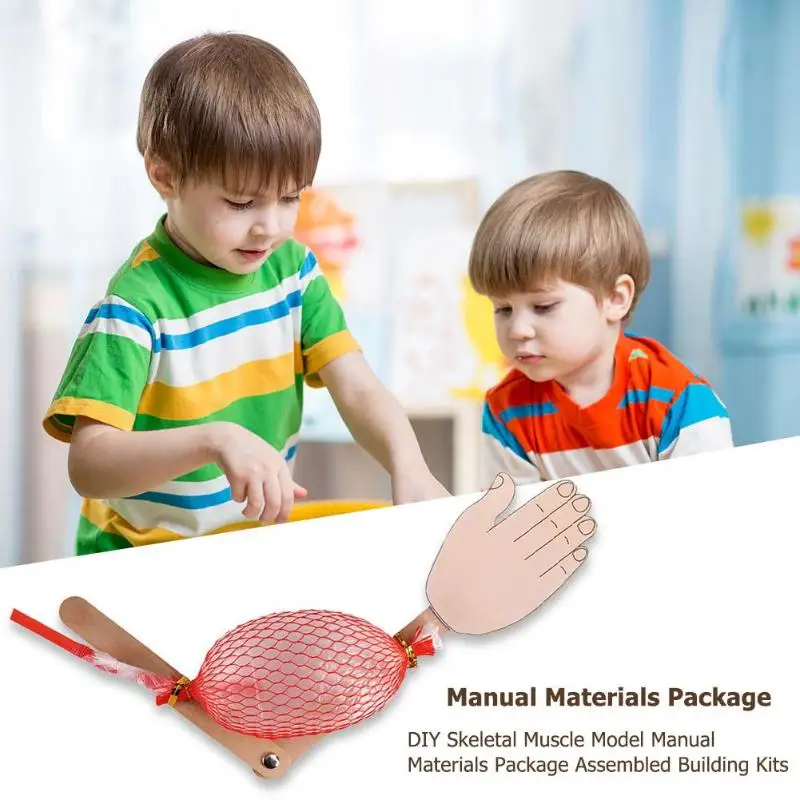 DIY Skeletal Muscle Model Manual Materials Package Assembled Building ...