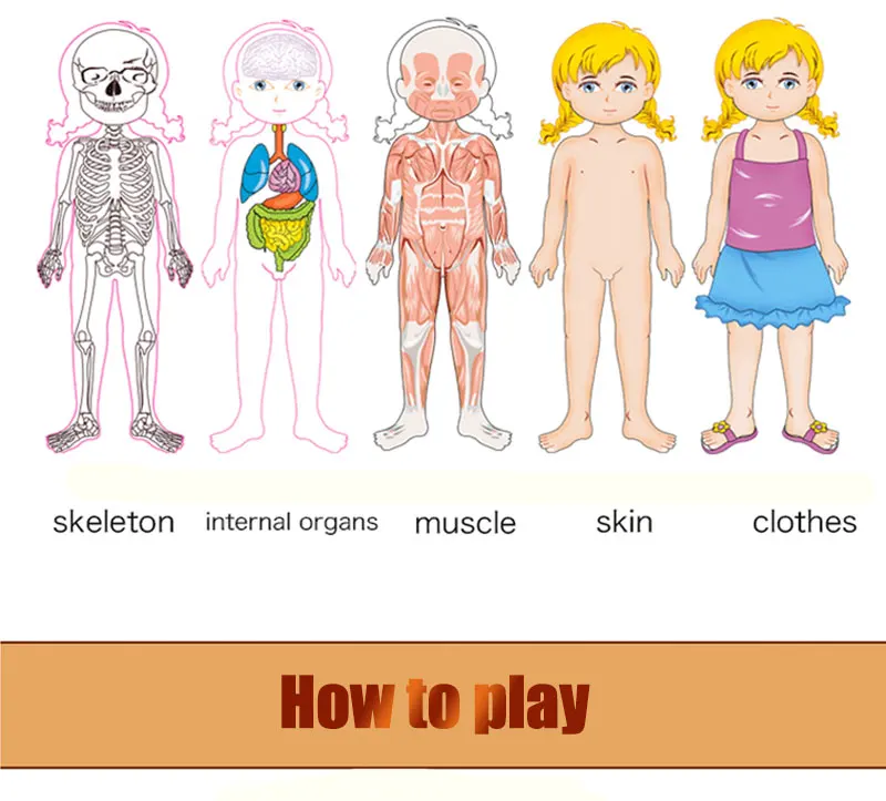 Монтессори, игрушки для детей, раннее обучение, головоломка, деревянные игрушки, пазлы для человеческого тела, для мальчиков и девочек, структура тела, детские игрушки