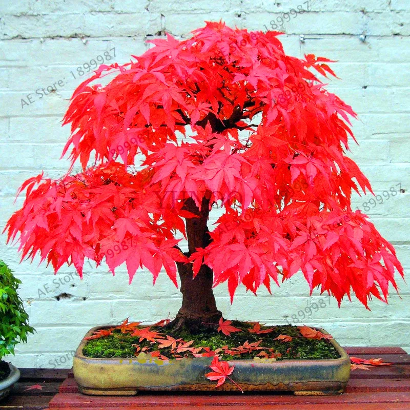 

Hot Sale!100% True Japanese Red Maple Plants Bonsai Tree Plantas Professional Pack Very Beautiful Indoor Tree 20PCS home garden