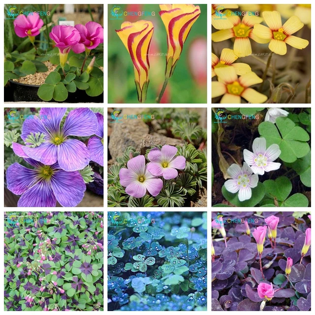 100 plants / Pack Rare Oxalis Versicolor Candy Cane Sorrel bonsai