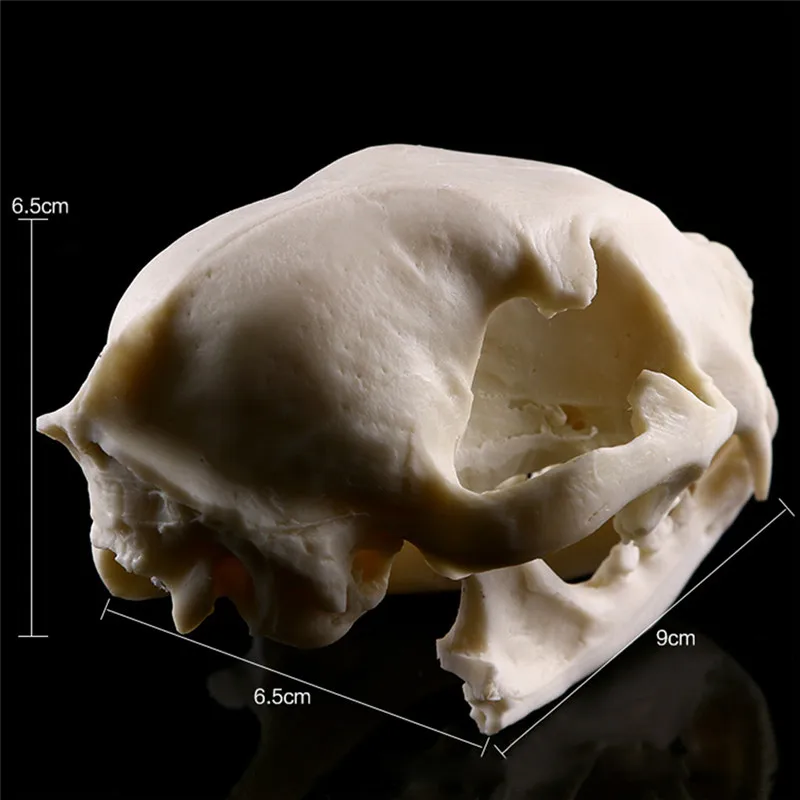 Реалистичная кошка Череп Смола Реплика обучающая модель скелета аквариум Хэллоуин реквизит ужасные принадлежности домашний декор