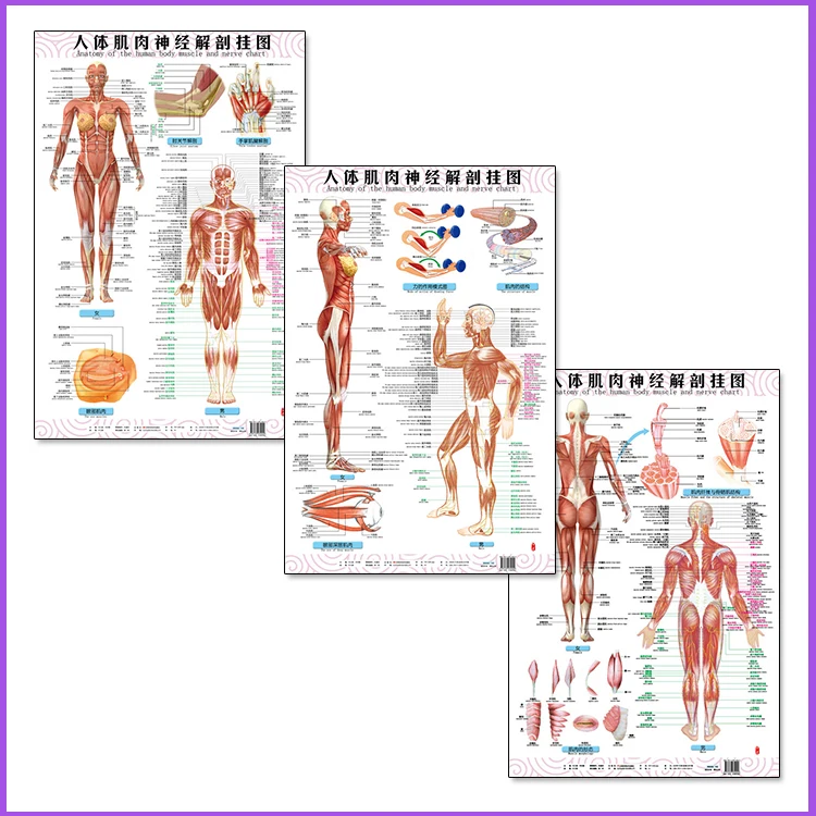 Анатомия человеческого тела мышечные и нервные диаграммы 3 шт. (передняя сторона