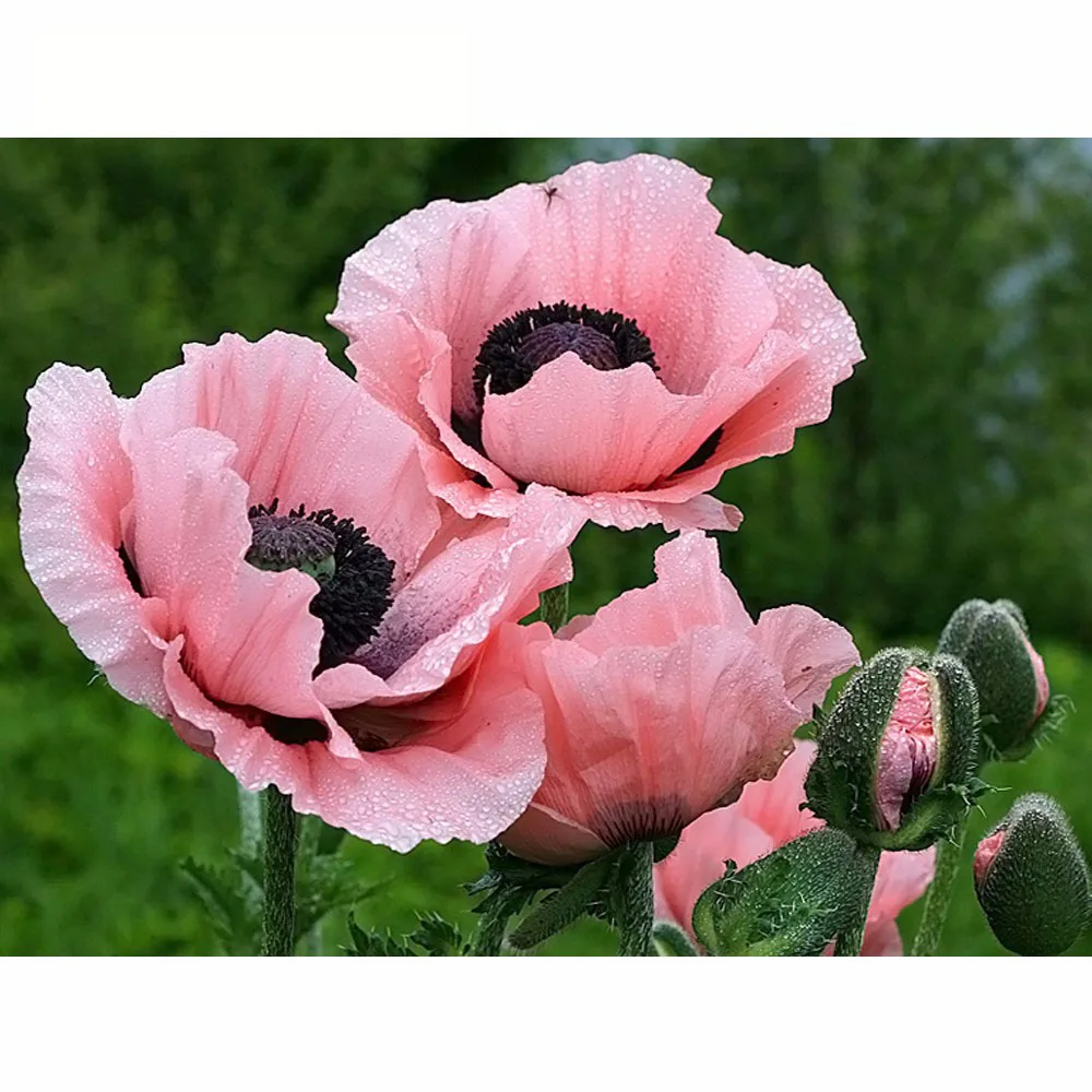 Каких цветов бывает мак. Мак папавер. Опиумный фиолетовый мак. Мак (papaver) victoria louise. Красный мак самосейка.