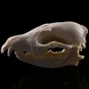 Resin Craft Animal Skull Sculpture 2