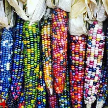 20pcs Sweet Rainbow Colorful Corn bonsai Grain Cereals High-Quality Vegetables plants For Home Garden Easy To Grow