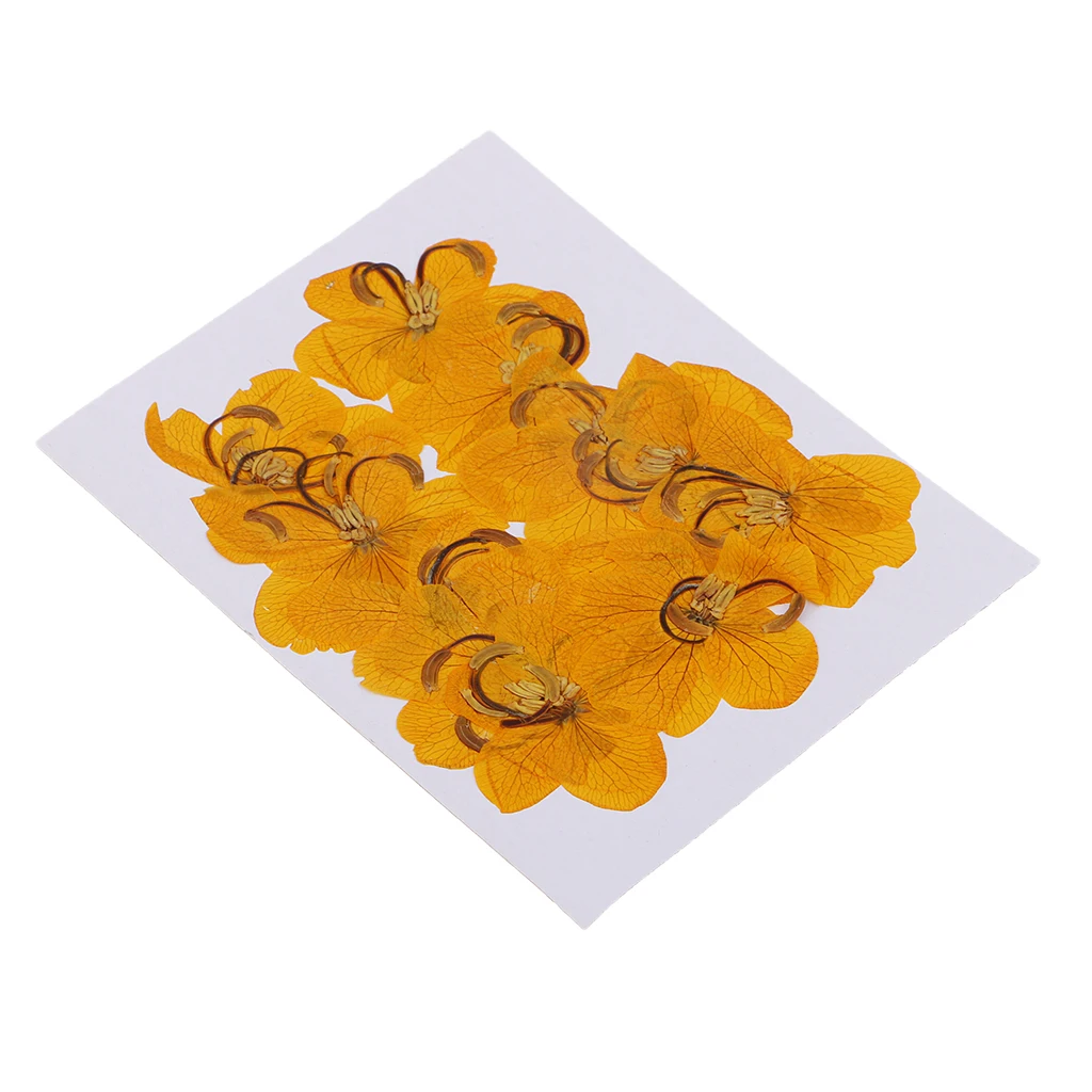 12pcs Epoxy Natural Dried Pressed Flowers Cassiae Phone Case DIY Raw Material Painting Photo Frame Decoration Cassia Dry Flower