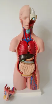 

55CM human torso anatomical model visceral organ anatomical model medical teaching model male/female genitalia