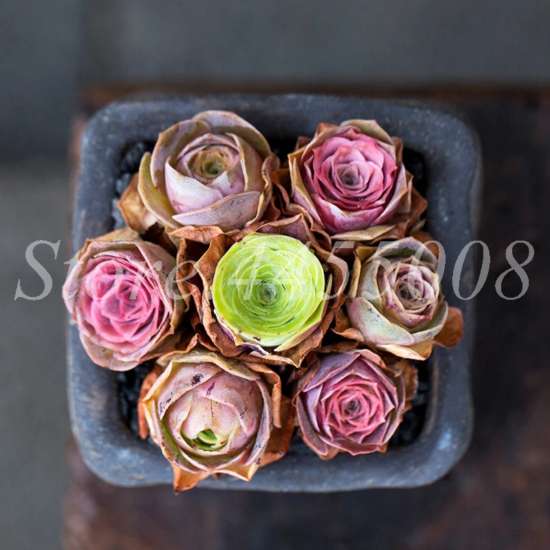 100 Pcs The Mountain Rose Red Rose Garden Greenovia Flower Indoor Succulent Plant Meaty Plant Flore Bonsai Potted Planting