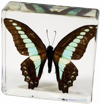 

Real Blue Jay Butterfly Specimens In Clear Lucite Block Educational Instrument Paperweight Professionally Displayed and Mounted