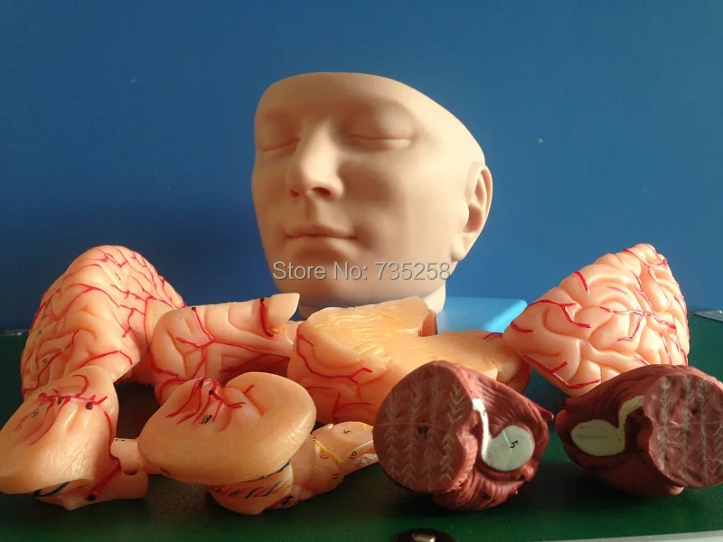 Модель головы и мозговой артерии, ISO анатомическая модель мозга, голова анатомическая модель