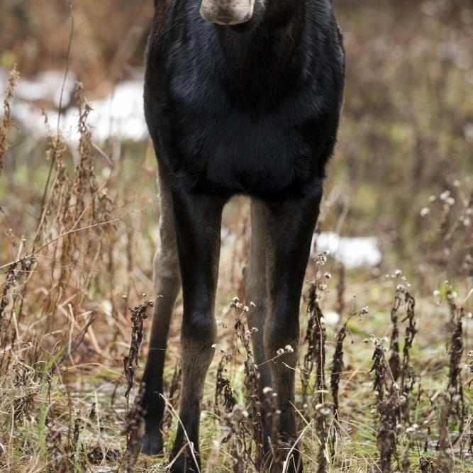Moose. Female Standing In A Forested Area. Alces Alces. Gaspesie National Park. Province Of Quebec. Canada. (22 x 34)