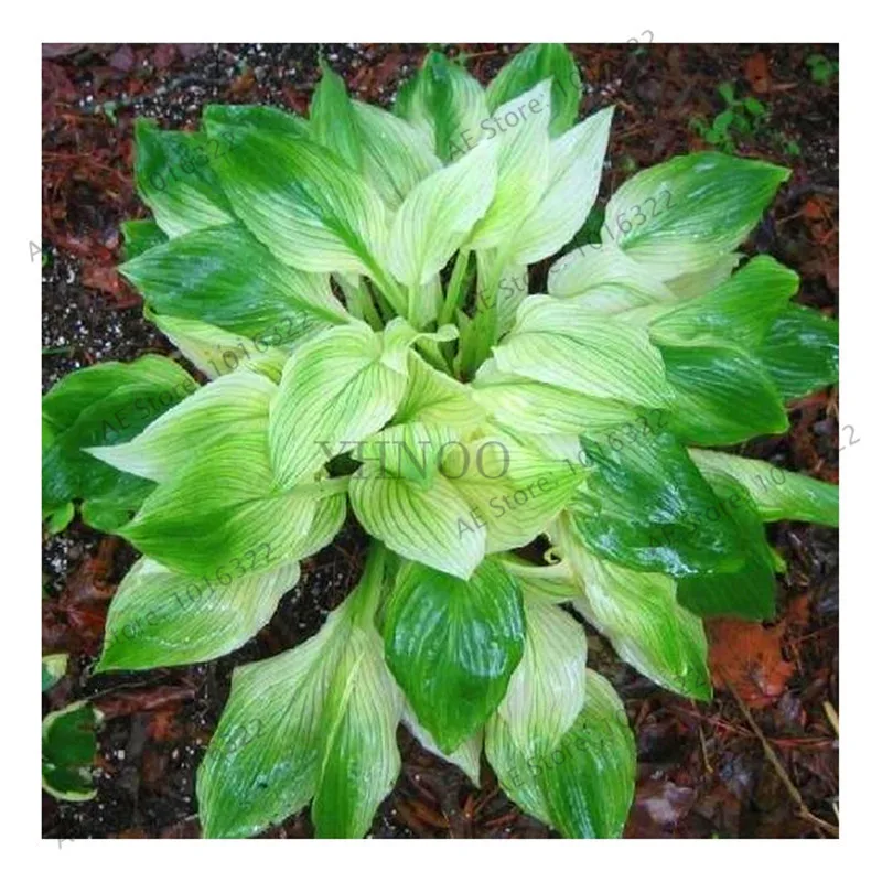 

Time-Limit!!100pcs Hosta Bonsai Perennials Plantain Lily Flower White Lace Home Garden Ground Cover Plant Home Garden Ground Co