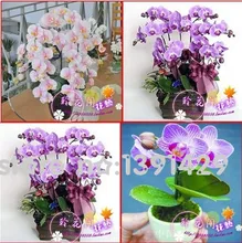 hydroponic orchid seeds,indoor flowers bonsai four seasons,Phalaenopsis Orchids – 100 pcs seeds