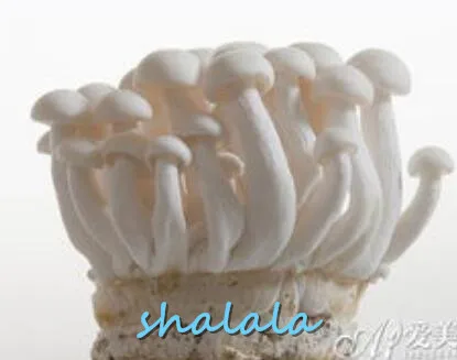 200 Pcs big Giant Mushroom bonsai Delicious Green Vegetable Organic can eat Vegetable bonsai in Garden and Courtyard 200 Pcs big Giant Mushroom bonsai Delicious Green Vegetable Organic can eat Vegetable bonsai in Garden and Courtyard