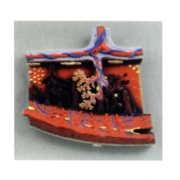 

free shipping Human anatomy model Placental tissue enlargement model 20*22*4cm