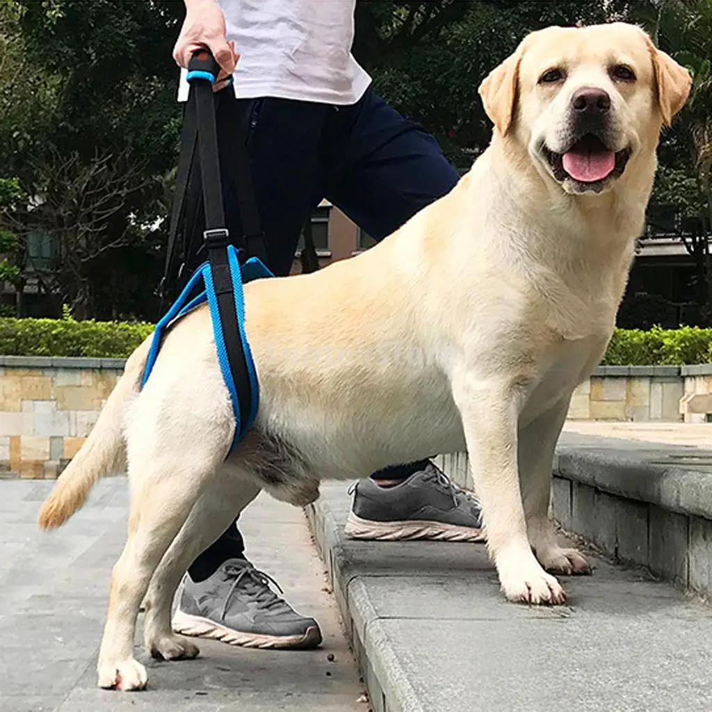 Pet Dog Hind Leg Auxiliary Belt Lift Harness Mobility Support Harness with Assist Sling for Old Injured Dogs