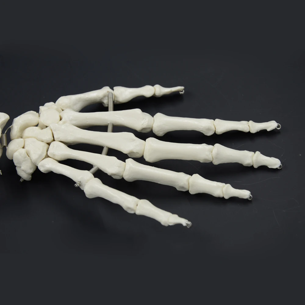 1:1 модель кости человека костная рука взрослого человека верхней конечности костная рука и радиус рука Кость медицинская наука школьные учебные принадлежности